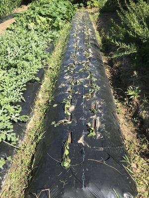 画像を等倍で表示します 画像