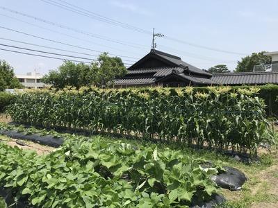 画像を等倍で表示します 画像