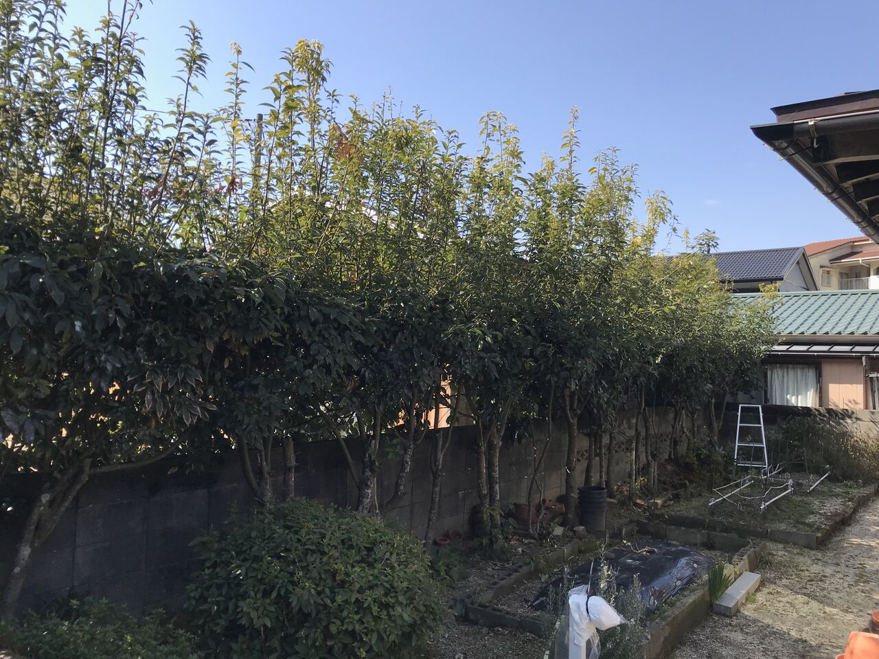 No.024_Cut back pruning of Japanese white oak hedge 161012