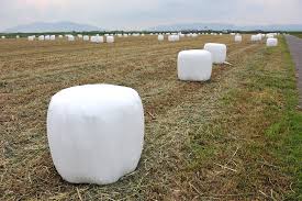 画像を等倍で表示します 画像