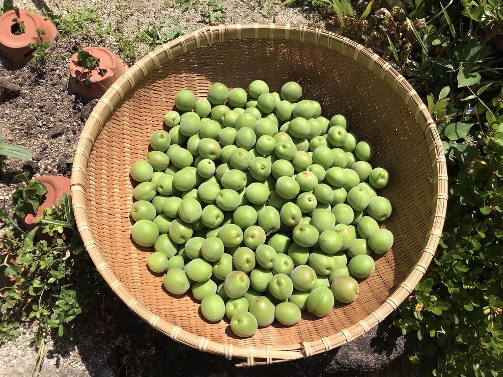 今年は梅の実が豊作でした 向島ポンポコ日記