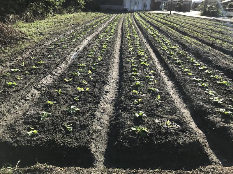 画像を等倍で表示します 画像