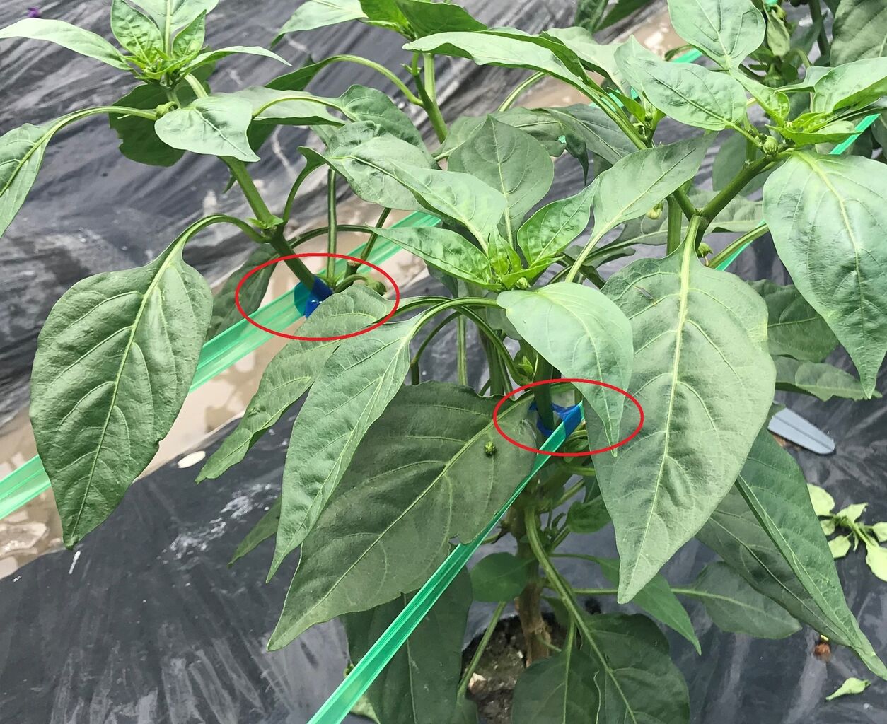 テープナー用 光分解テープ 向島ポンポコ日記