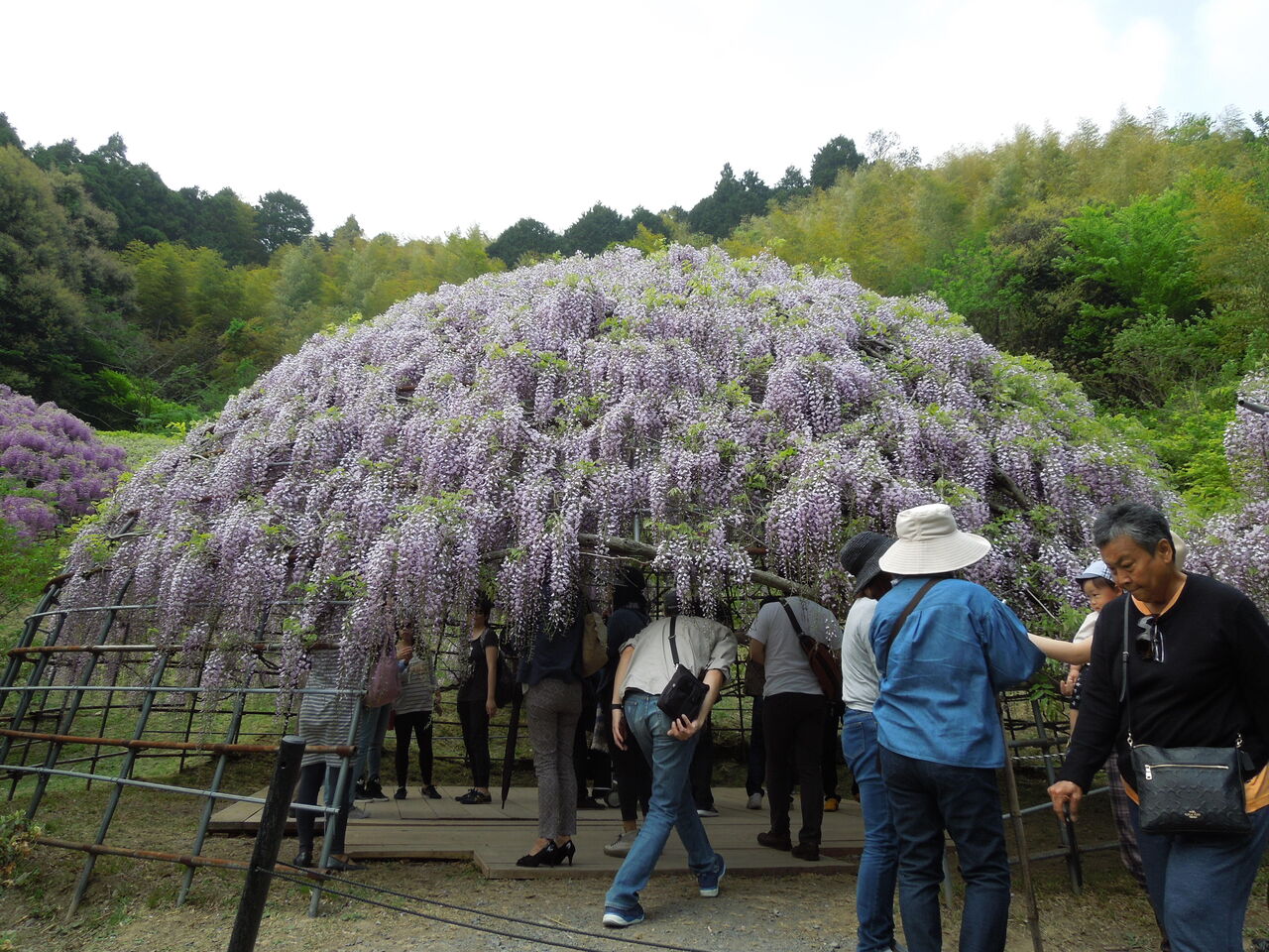 画像を等倍で表示します 画像