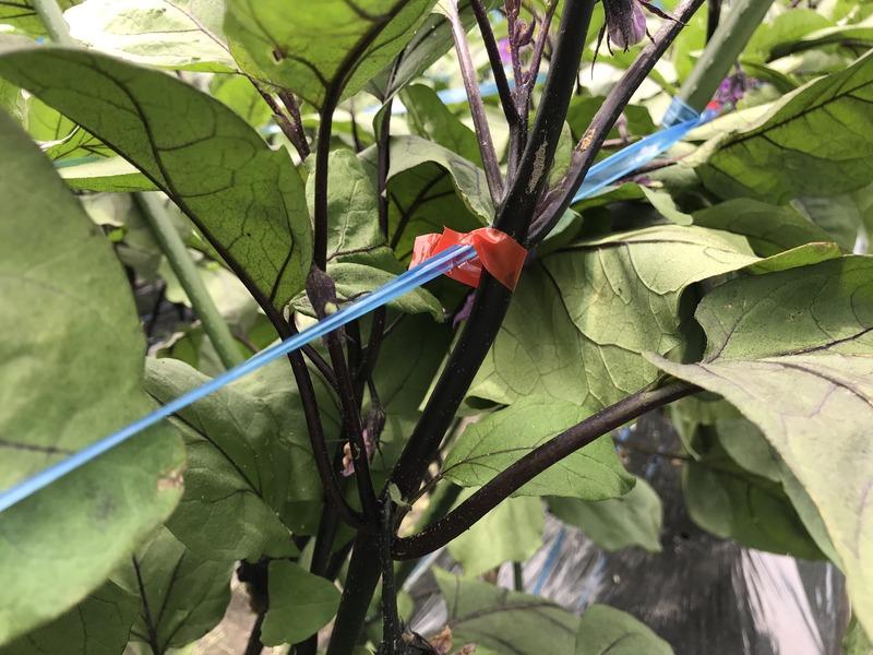 画像を等倍で表示します 画像