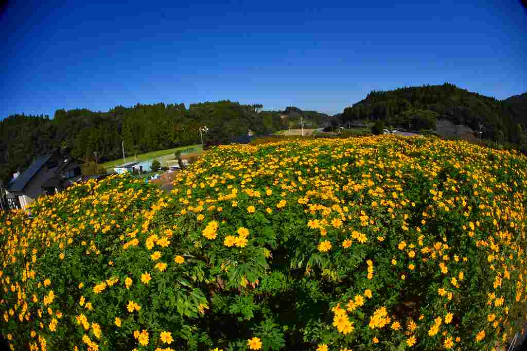 今年も皇帝ひまわりの花が咲きました Ja6jswkojのblog