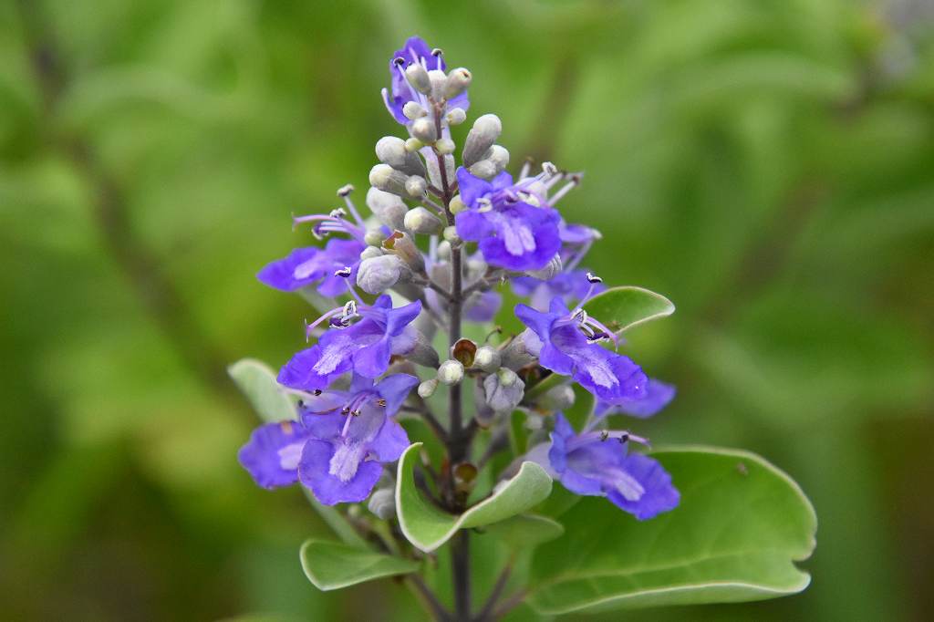 夏の海辺の花はまごう Ja6jswkojのblog 夏の海辺の花はまごう Ja6jswkojのblog