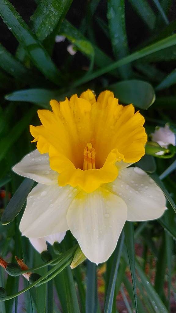 ナルキッソス という花 Ja6jswkojのblog