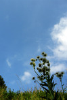 sor0042-002