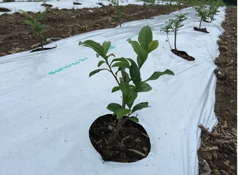 てみのさん無題