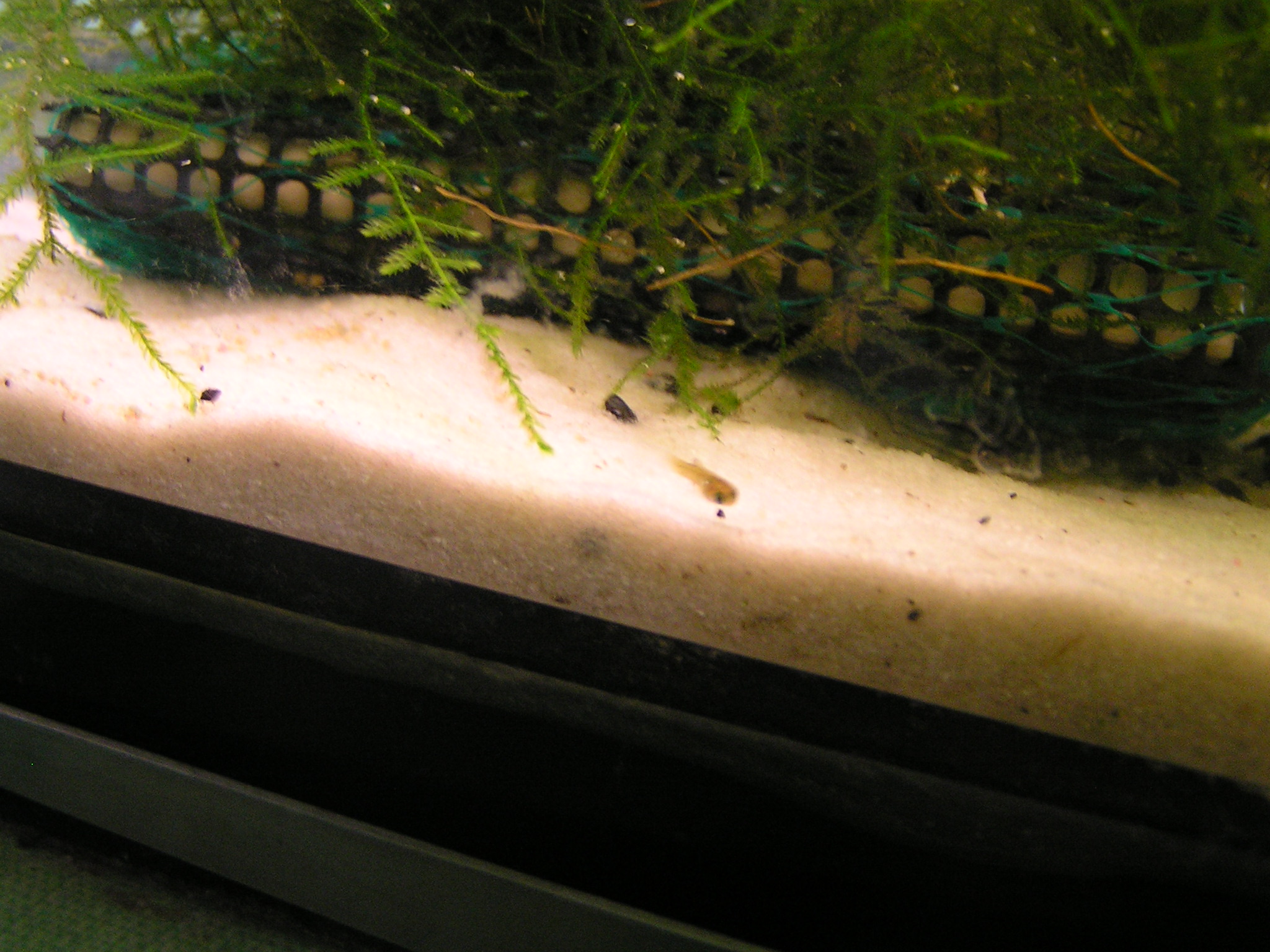 プラティの赤ちゃん ｋａｚｕの熱帯魚ブログ