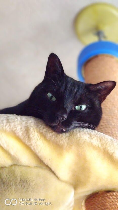 ねこだいすき 猫様