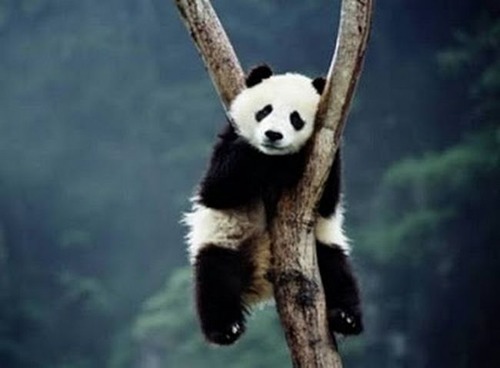 adorable-animals-sleeping14