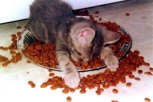 adorable-animals-sleeping12
