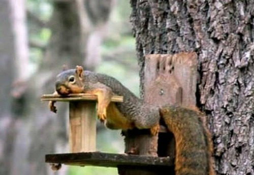 adorable-animals-sleeping04