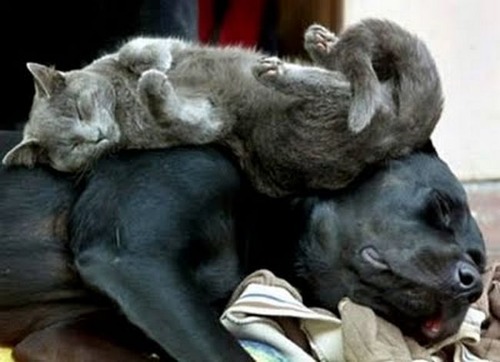 adorable-animals-sleeping10