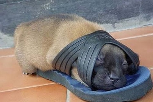 adorable-animals-sleeping08