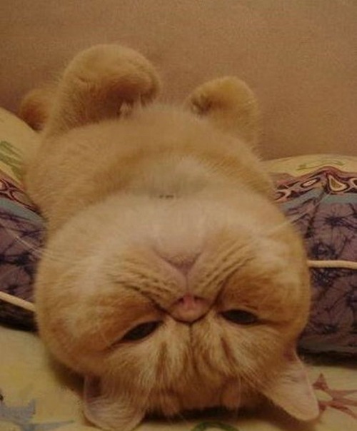 adorable-animals-sleeping02