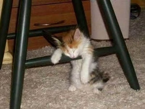 adorable-animals-sleeping07