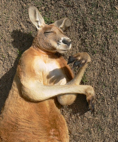 adorable-animals-sleeping11