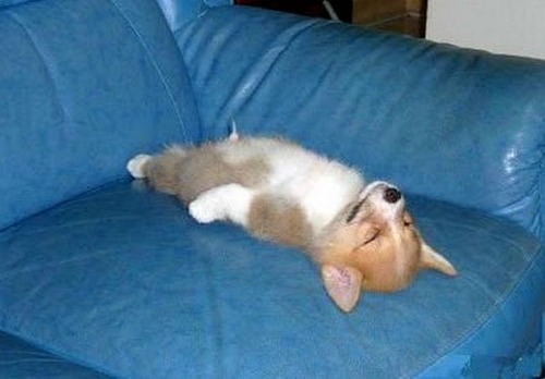 adorable-animals-sleeping18