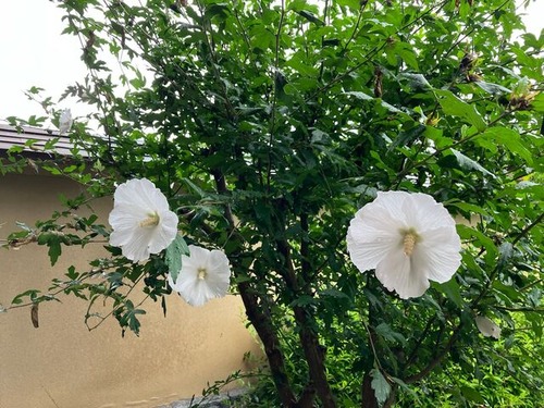 659FD61A-4096-4367-B251-4C86E9FF14C3