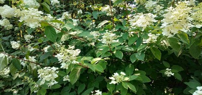 IMG20200823103125