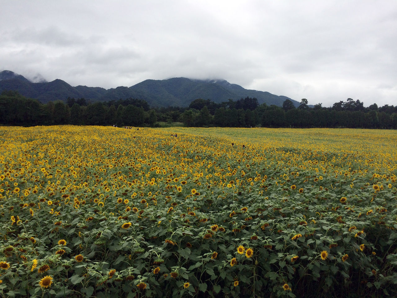 矢巾町のひまわり畑 青森 秋田 岩手の外壁リフォーム会社フジコミュニケーションズグループのブログ じゃじゃweb通信