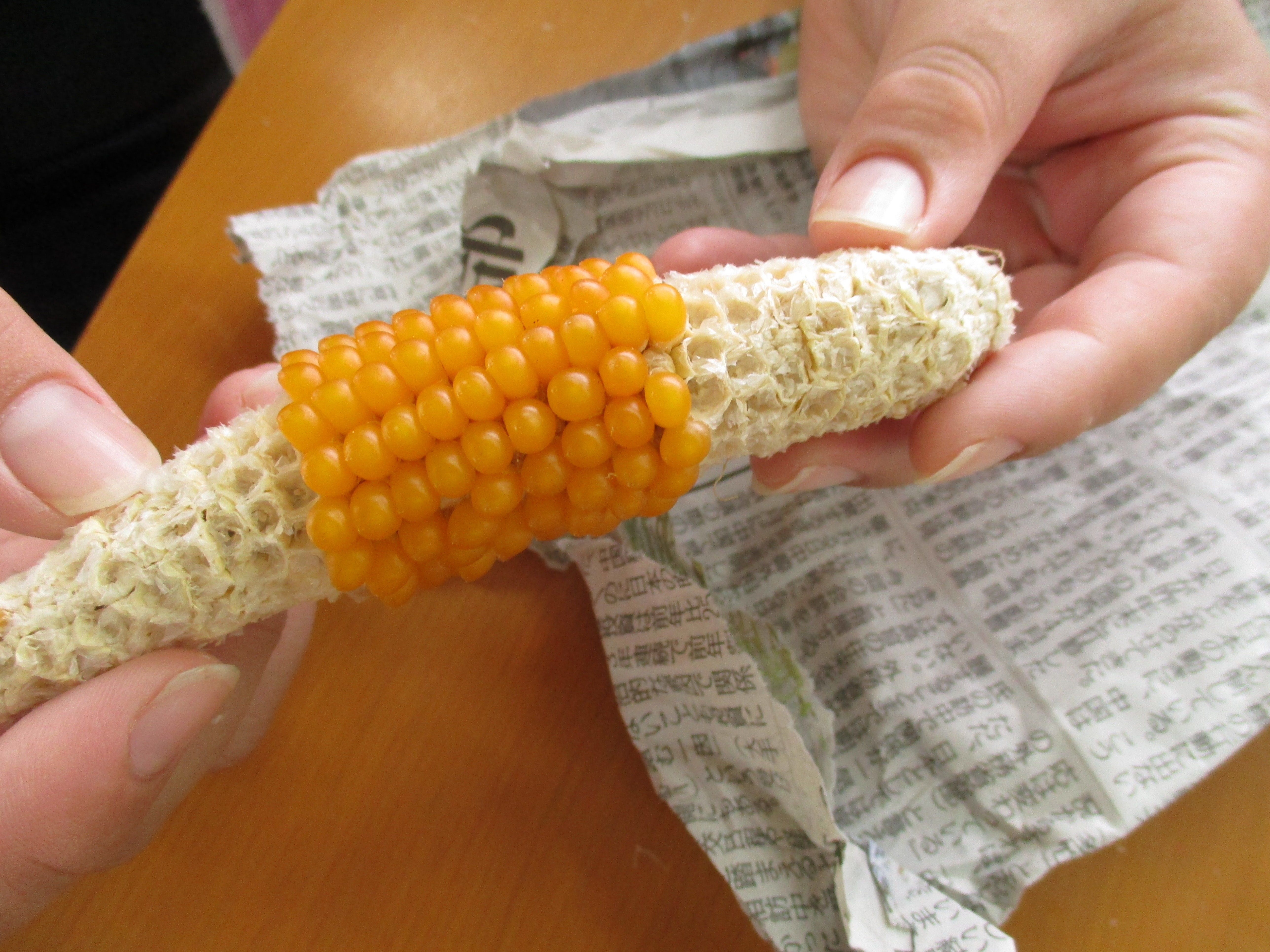 Pop N Twister 今日のオアシス Pop N Twister 今日のオアシス