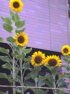 元気になる花 太陽日和 元気になる花 太陽日和