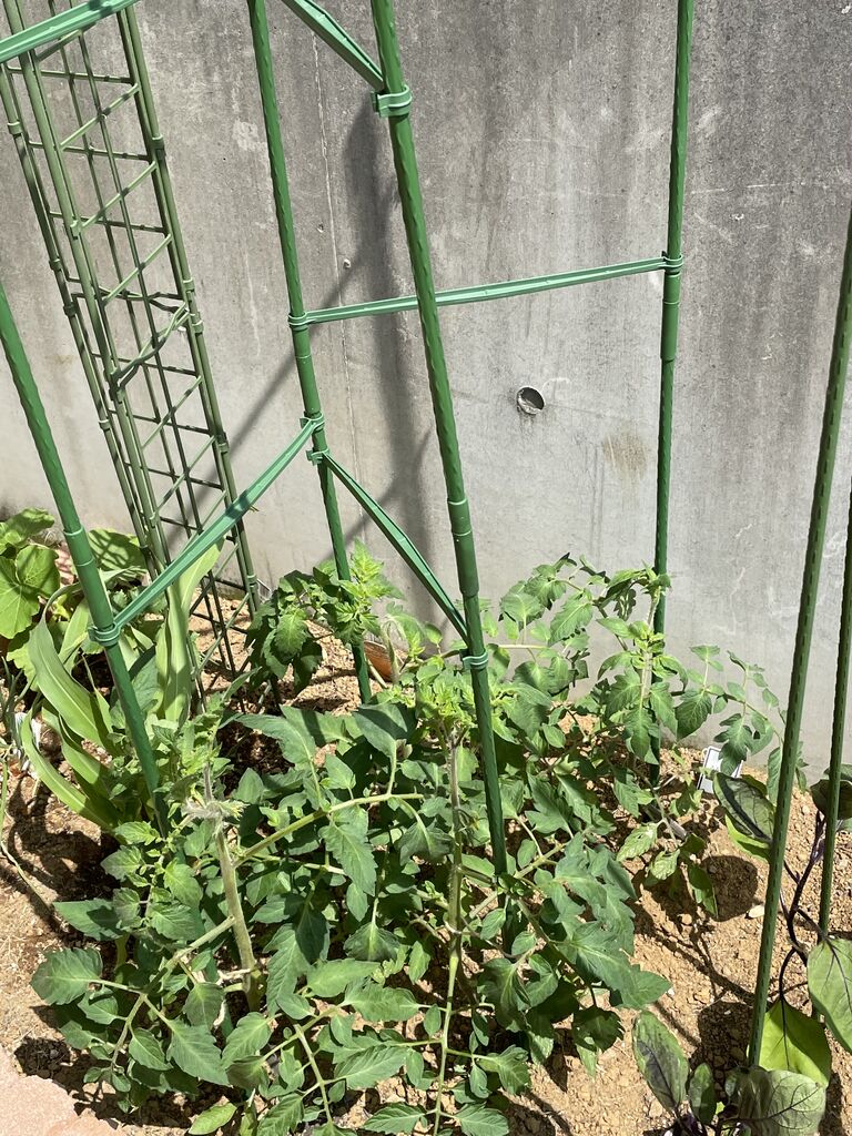 トマトの本支柱 Jamaの菜園日記