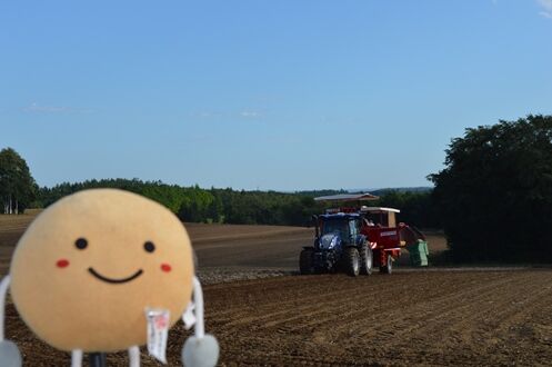 じゃがいも の収穫を見てきたよ jaめむろ 四季だより じゃがいも の収穫を見てきたよ jaめむろ 四季だより