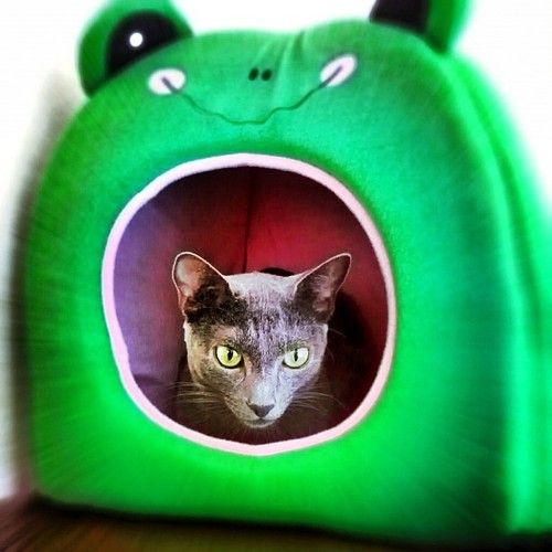 tumblr_mazkjg5K301rsn6zco1_500