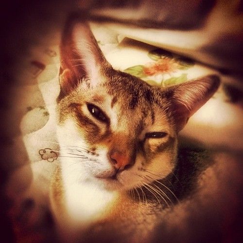 tumblr_mafv78MJoK1rsn6zco1_500