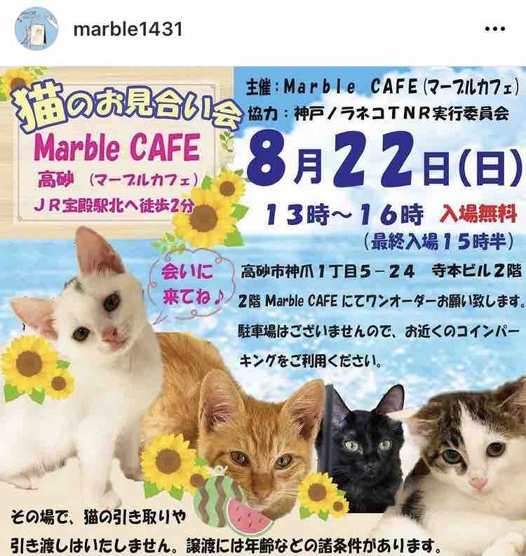 8月22日 マーブルカフェ譲渡会です Jam Home エステート スタッフブログ