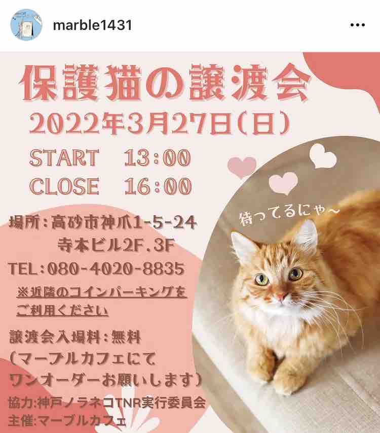 本日マーブルカフェ譲渡会です Jam Home エステート Petite Jam プチ ジャム スタッフブログ