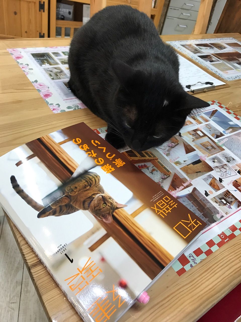 猫のための家づくり Jam Home エステート スタッフブログ 猫のための家づくり Jam Home エステート スタッフブログ