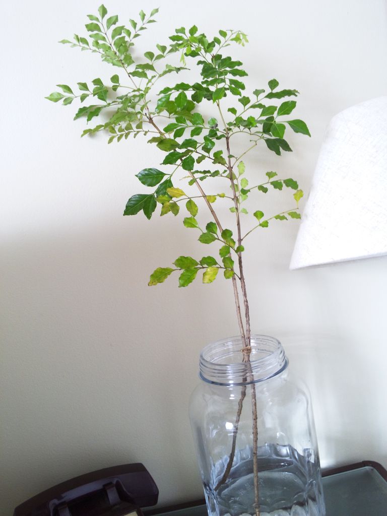 トネリコの枝挿し Jam Home