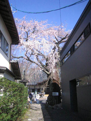 神宮寺桜
