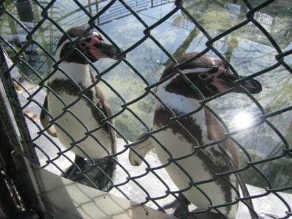 懐古園のペンギン<br>