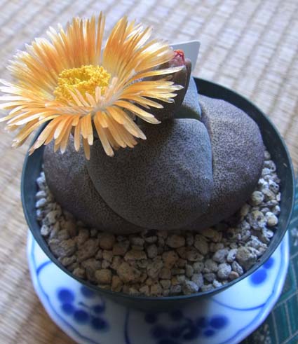 帝玉開花