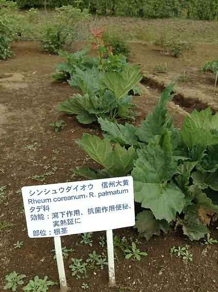 信州大黄