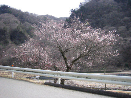 横川 桜