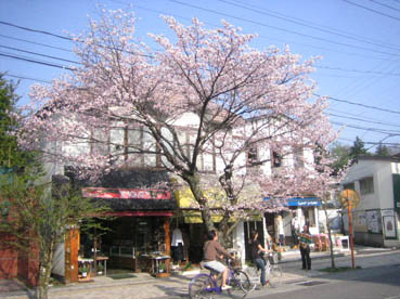 桜
