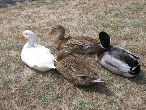 矢ケ崎公園 池