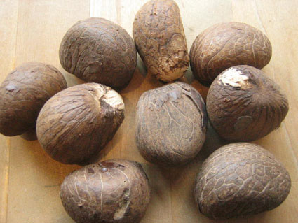 taguanut1