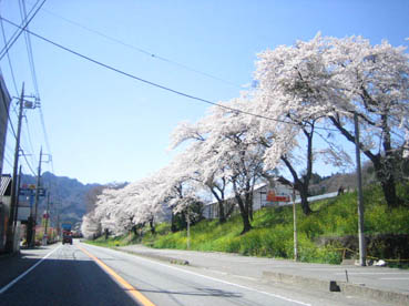 横川桜