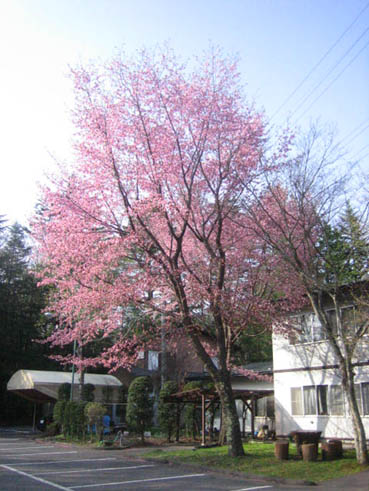 聖パウロ教会桜