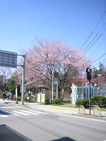 旧道ロータリー桜