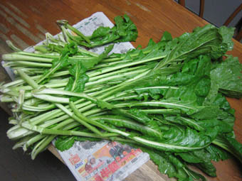 野沢菜